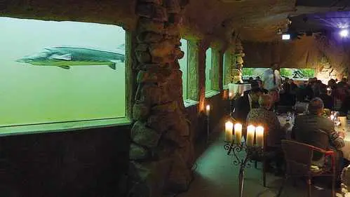 Die ungewöhnliche Kulisse des Kaltwasseraquariums